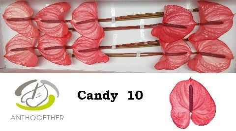 Срезанные цветы оптом Anthurium candy от 10шт из Голландии с доставкой по России