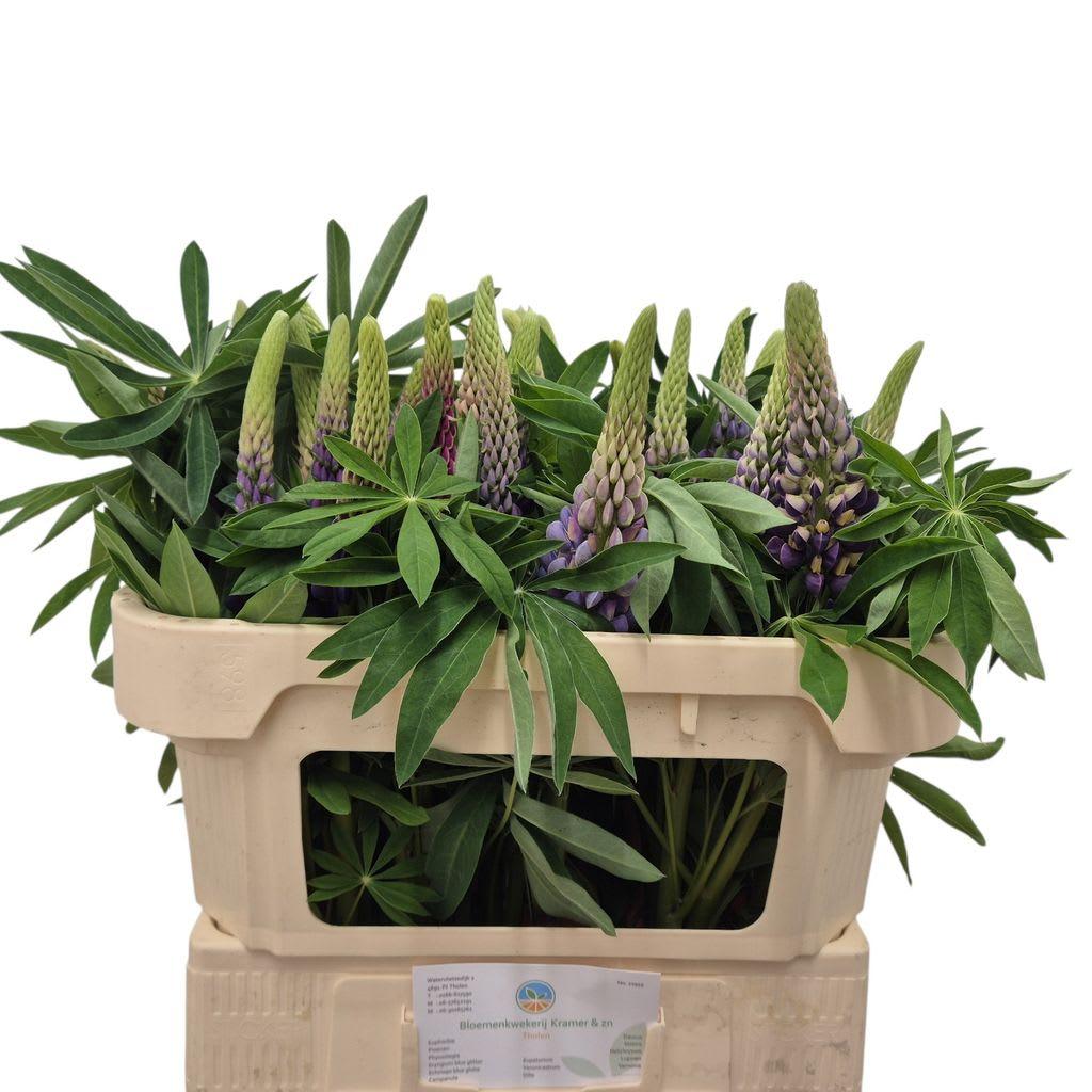 Срезанные цветы оптом Lupinus mix in bucket от 30шт из Голландии с доставкой по России