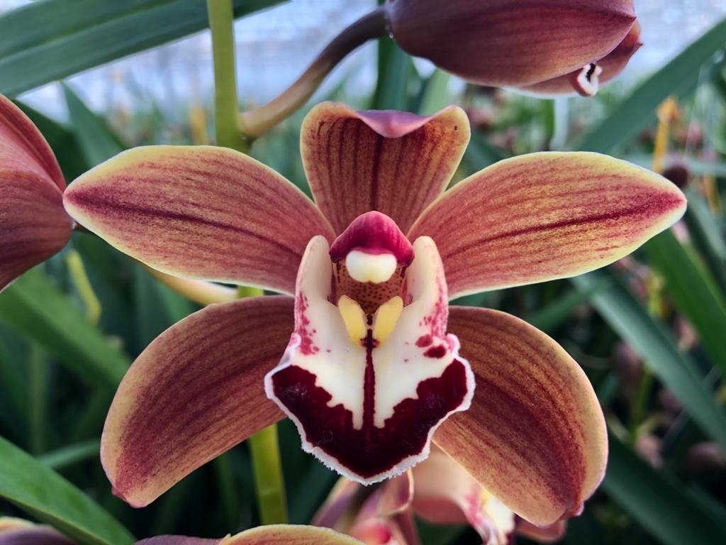 Срезанные цветы оптом Minicymbidium browen sping от 12шт из Голландии с доставкой по России