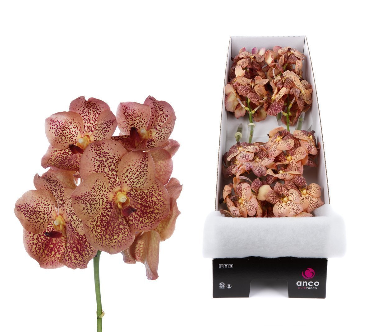 Срезанные цветы оптом Vanda sunanda leopard tangerine per stem от 8шт из Голландии с доставкой по России