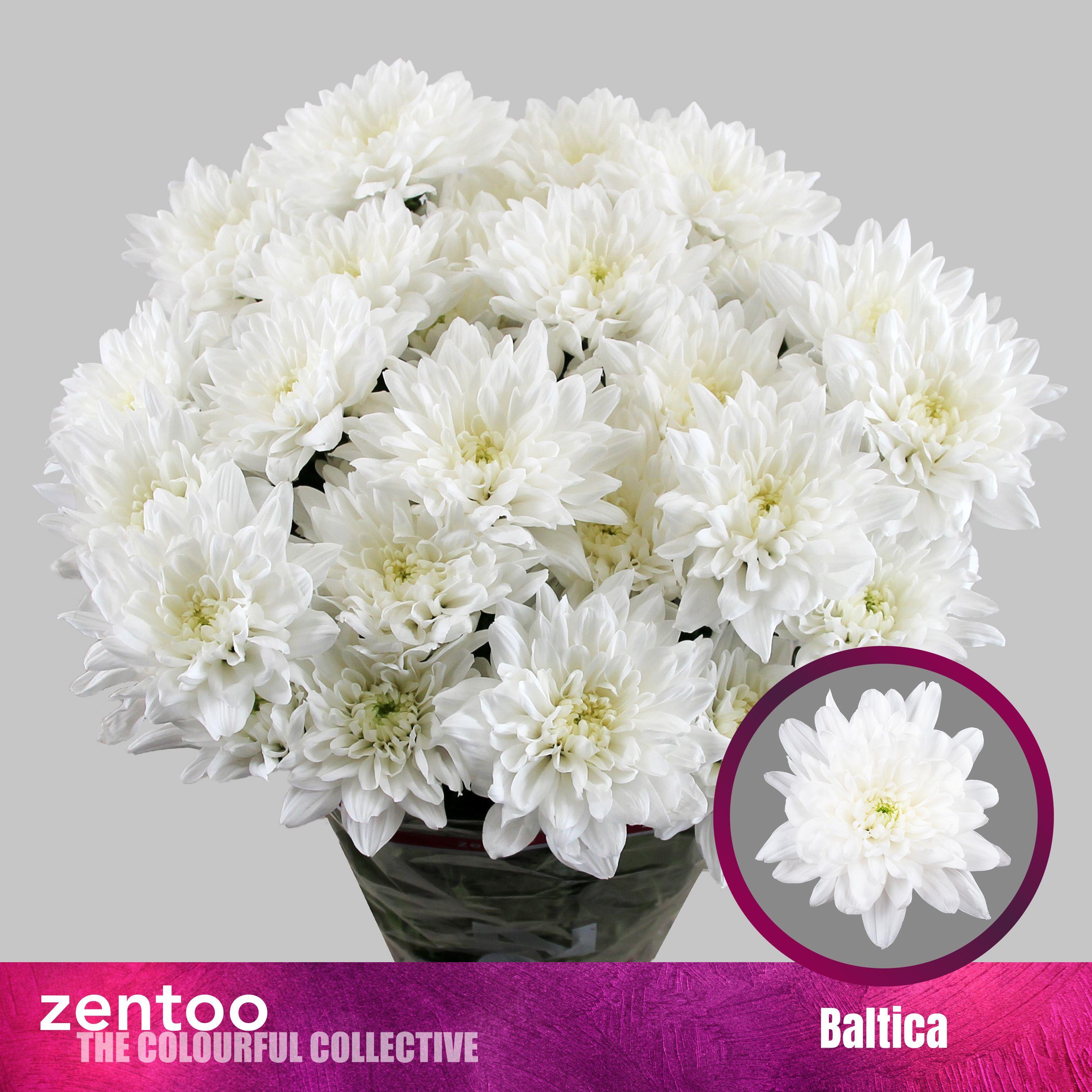 Срезанные цветы оптом Chrys sp baltica от 80шт из Голландии с доставкой по России