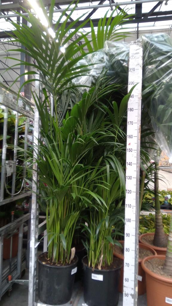 Горшечные цветы и растения оптом Howea Forsteriana от 1шт из Голландии с доставкой по России
