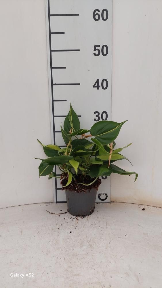 Горшечные цветы и растения оптом Phil Scandens Brasil от 12шт из Голландии с доставкой по России