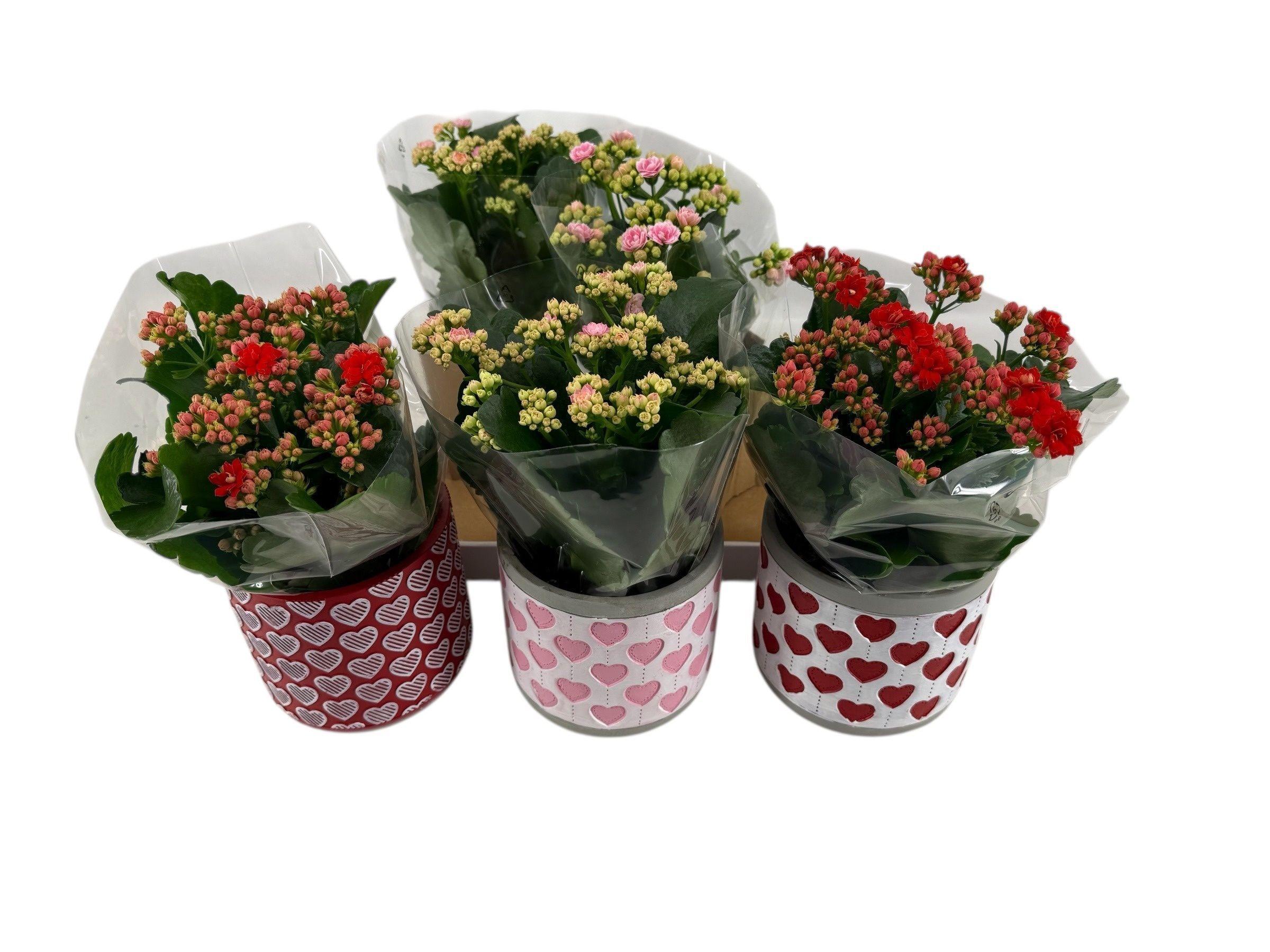 Горшечные цветы и растения оптом Kal Ge Gem от 5шт из Голландии с доставкой по России