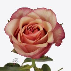 Срезанные цветы оптом Rosa large vintage от 60шт из Голландии с доставкой по России