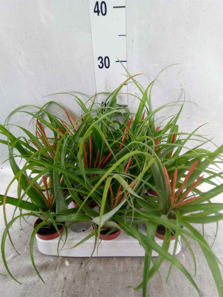 Горшечные цветы и растения оптом Tillandsia Flabellata от 10шт из Голландии с доставкой по России