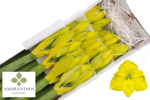 Срезанные цветы оптом Hippeastrum paint yellow от 12шт из Голландии с доставкой по России