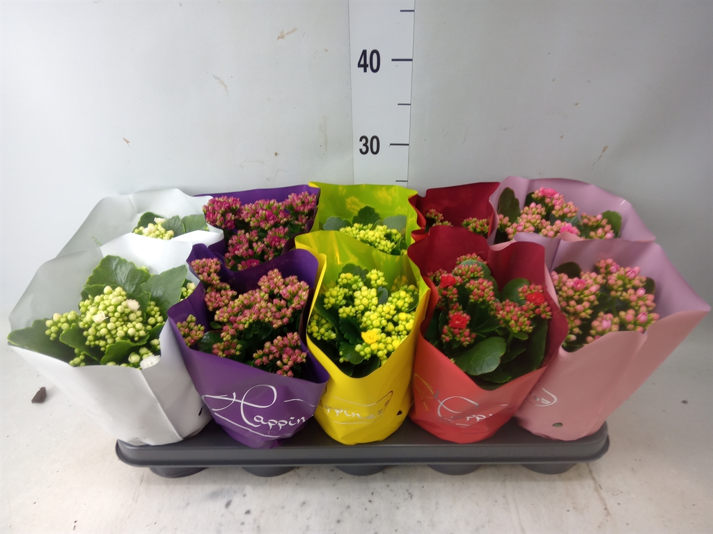 Горшечные цветы и растения оптом Kalanchoe Blos.   ..rosebud Rs Fl 5 от 10шт из Голландии с доставкой по России