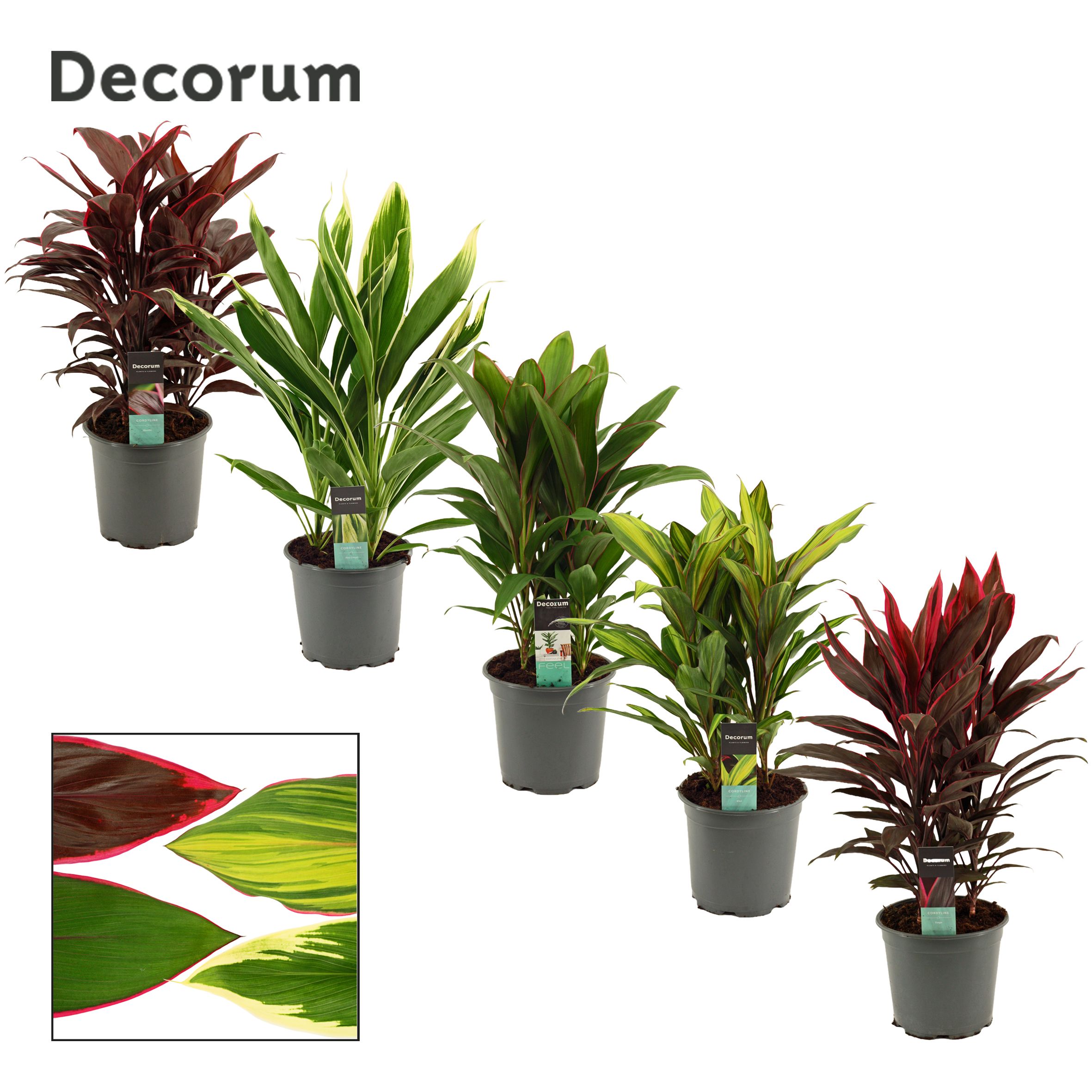 Горшечные цветы и растения оптом Cordyline Mix 3pp (decorum) от 5шт из Голландии с доставкой по России