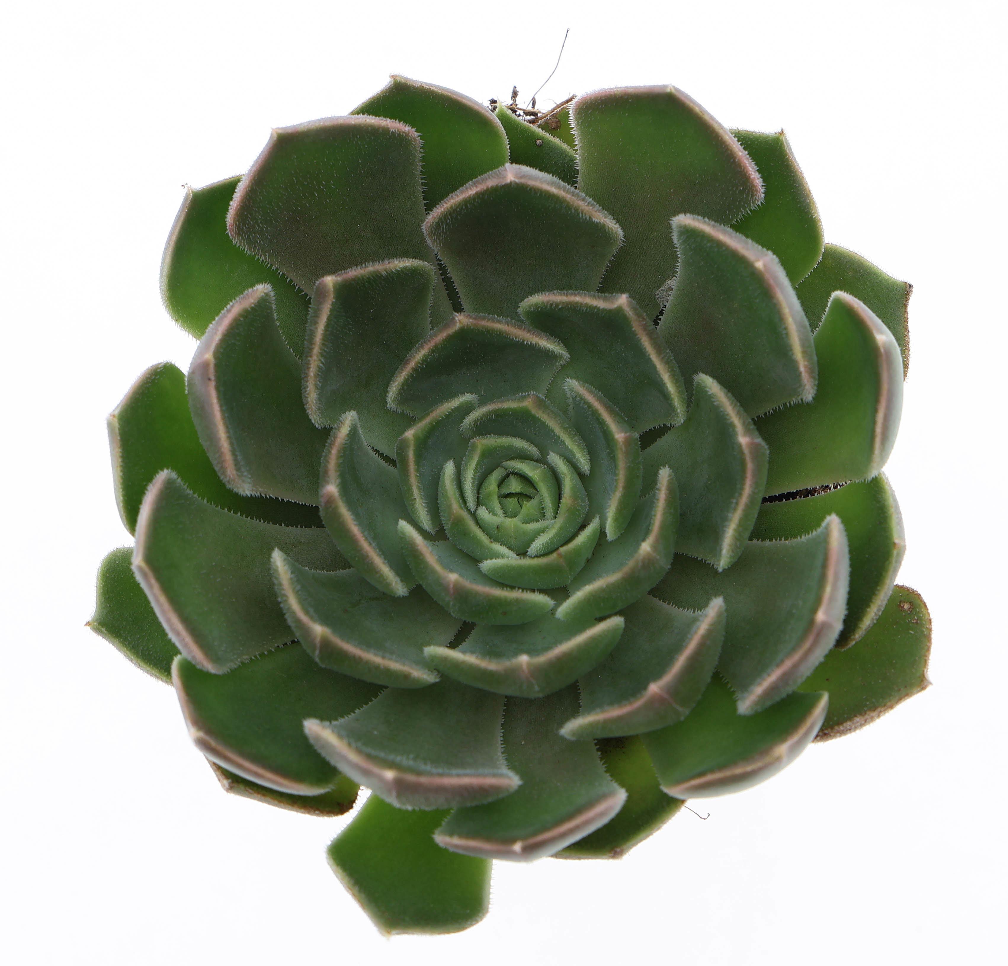 Горшечные цветы и растения оптом Echeveria Brown Rose от 12шт (для телеги) из Голландии с доставкой по России