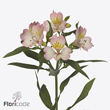 Срезанные цветы оптом Alstroemeria true dream от 50шт. из Голландии с доставкой по России