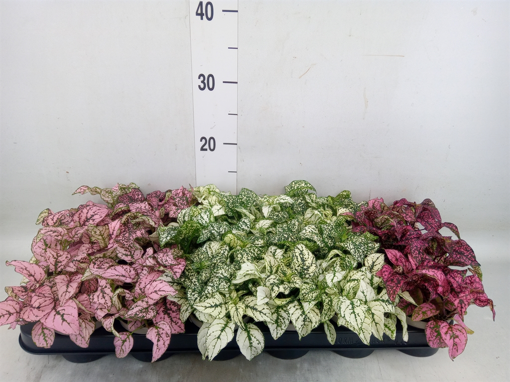 Горшечные цветы и растения оптом Hypoestes Phyllo.   ...mix от 18шт (для телеги) из Голландии с доставкой по России