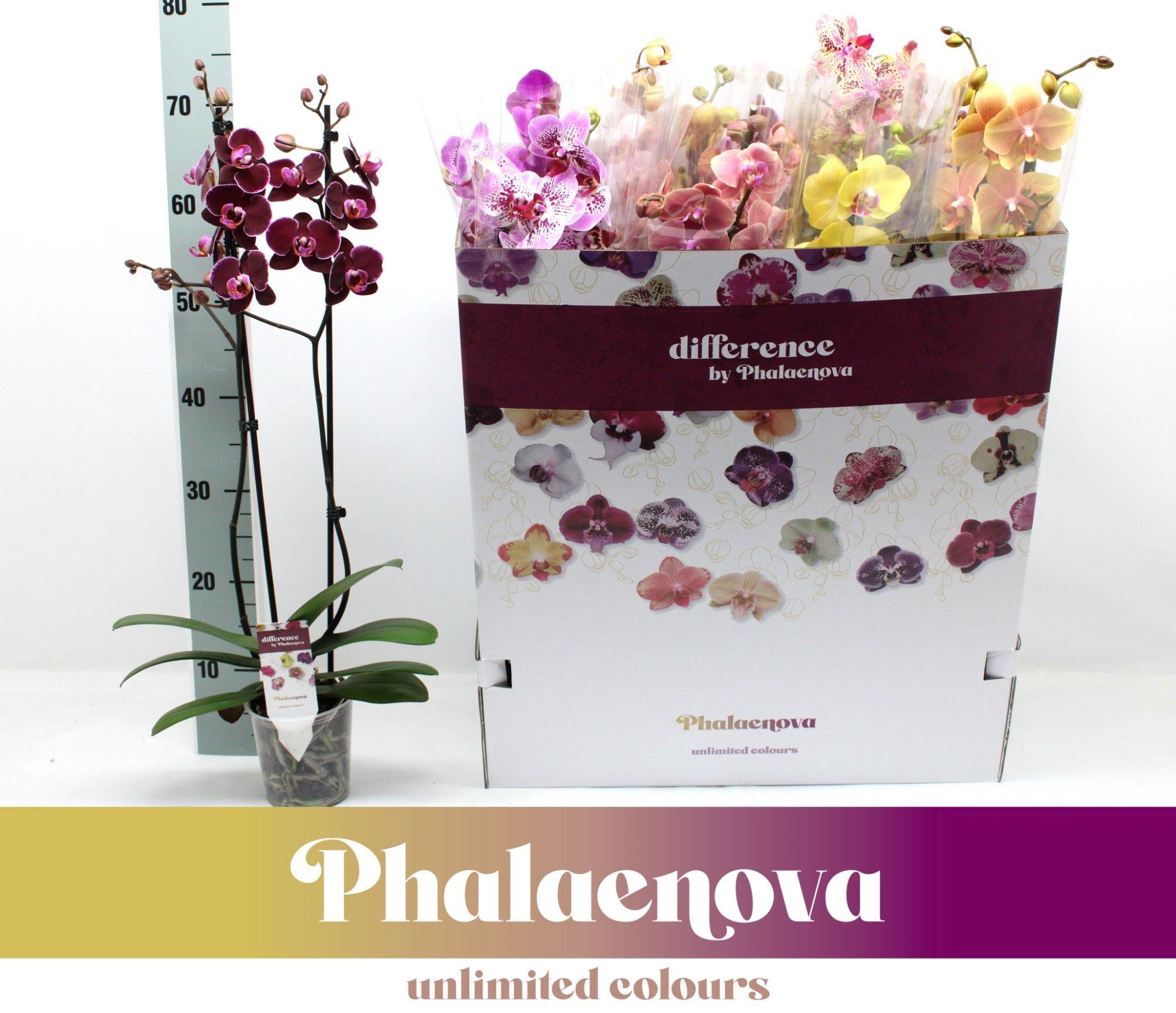 Горшечные цветы и растения оптом Phal 2st Mix 12color Mix 16+ (phalaenova) от 10шт из Голландии с доставкой по России