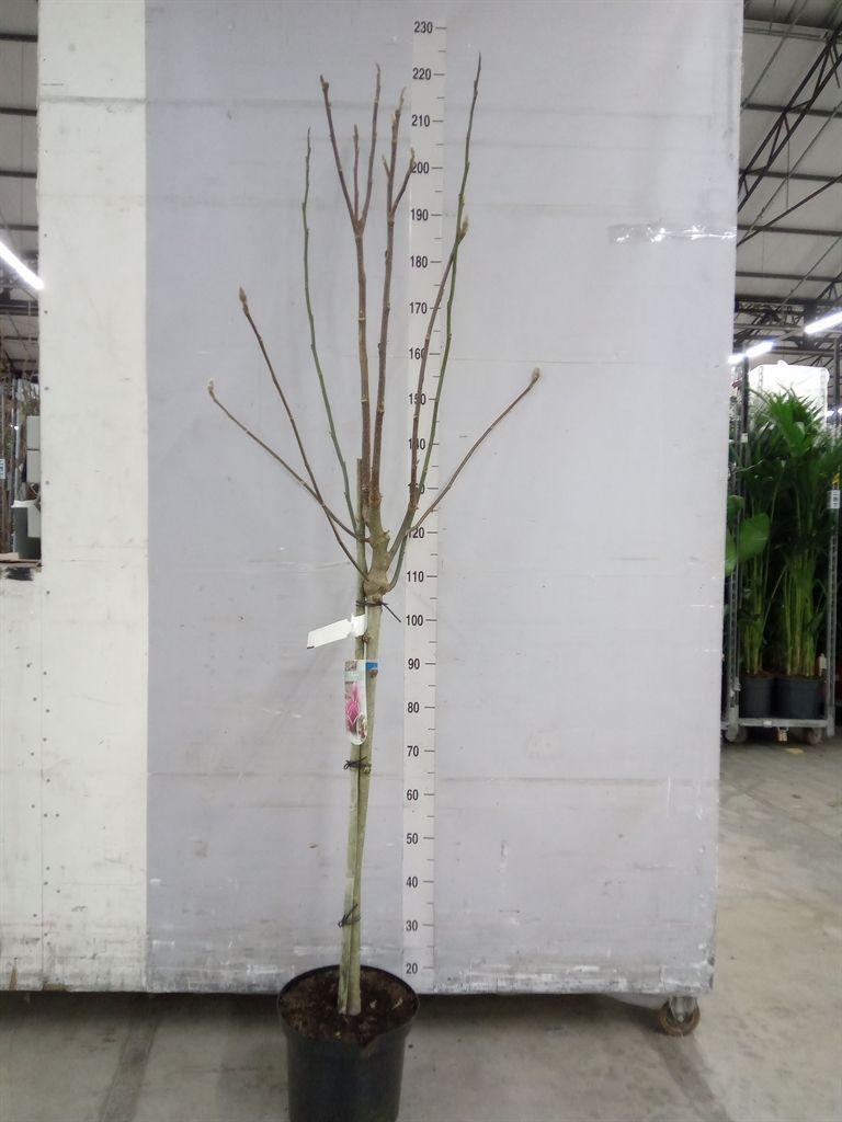 Горшечные цветы и растения оптом Magnolia   ... от 1шт из Голландии с доставкой по России