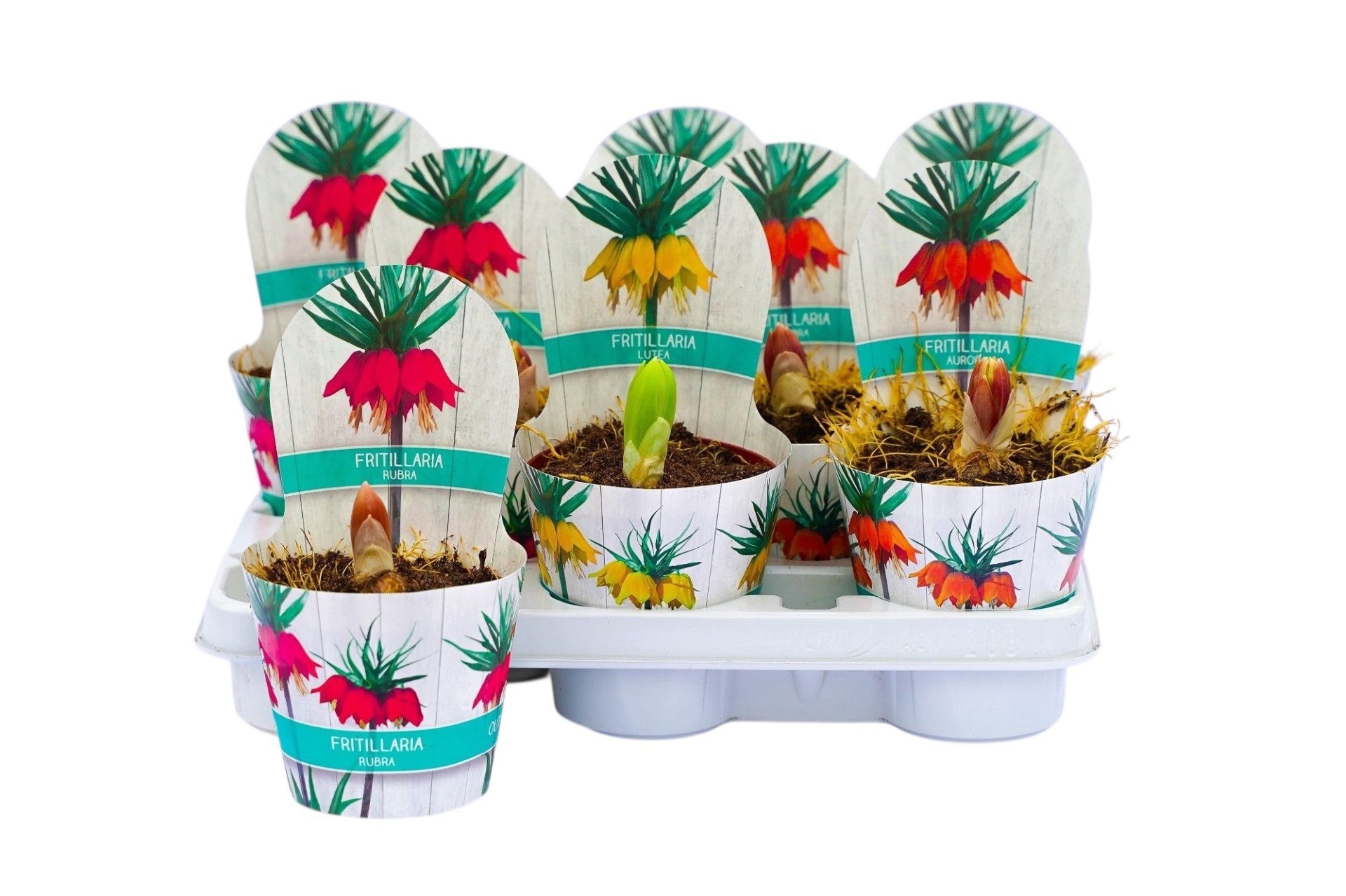 Горшечные цветы и растения оптом Fritillaria Ov от 8шт из Голландии с доставкой по России