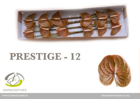 Срезанные цветы оптом Anthurium prestige от 12шт из Голландии с доставкой по России
