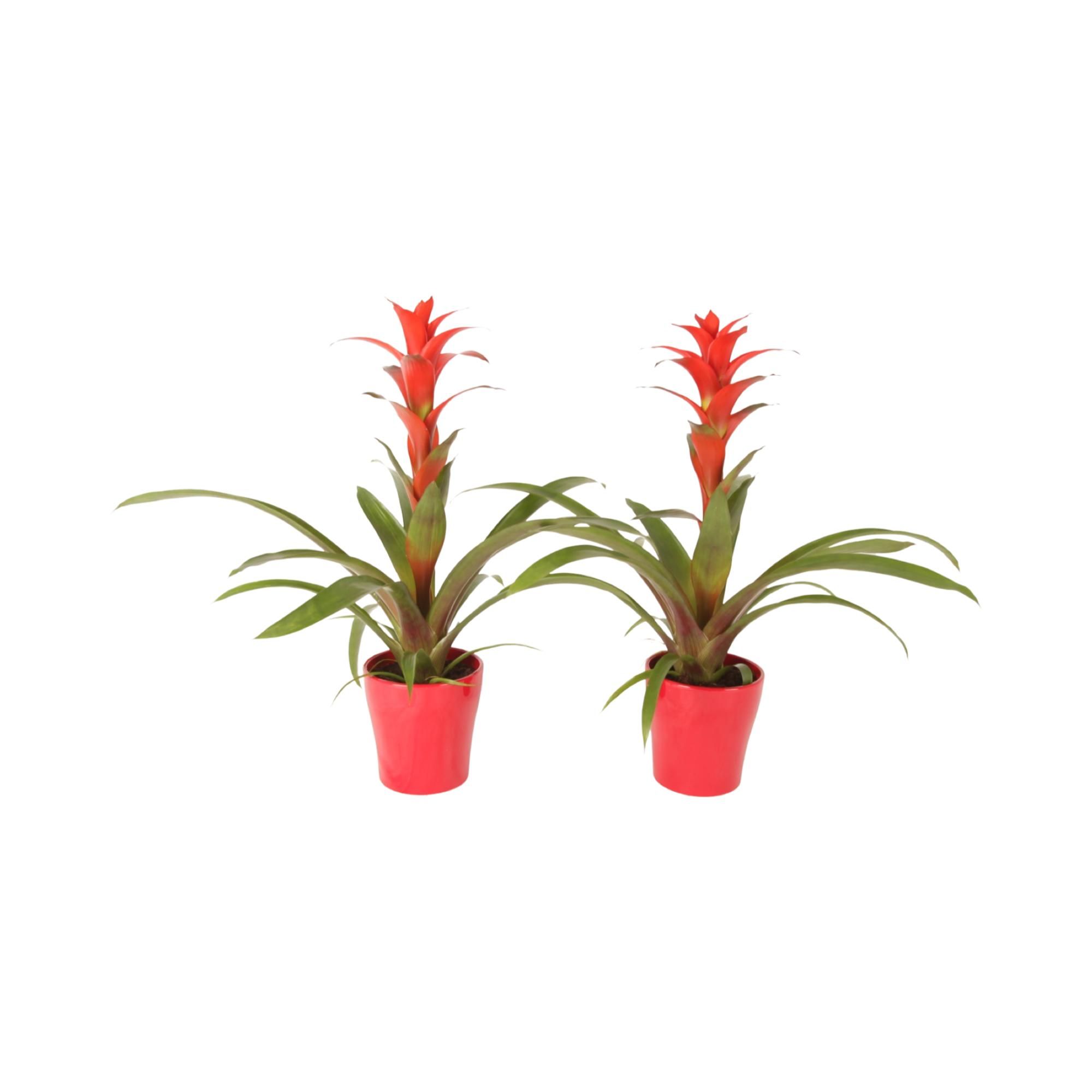 Горшечные цветы и растения оптом Guzmania Allura Ceramic Anna от 6шт из Голландии с доставкой по России