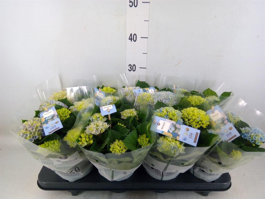Горшечные цветы и растения оптом Hydrangea Ma Magical Revolution Pink 3+ от 8шт из Голландии с доставкой по России