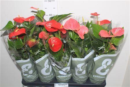 Горшечные цветы и растения оптом Anthu An Gem 4 Kl 4+ от 10шт из Голландии с доставкой по России