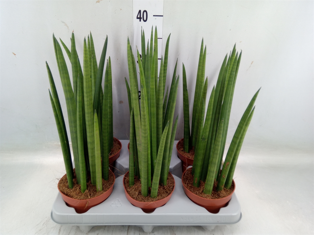 Горшечные цветы и растения оптом Sansevieria Cyl.  ... от 6шт из Голландии с доставкой по России