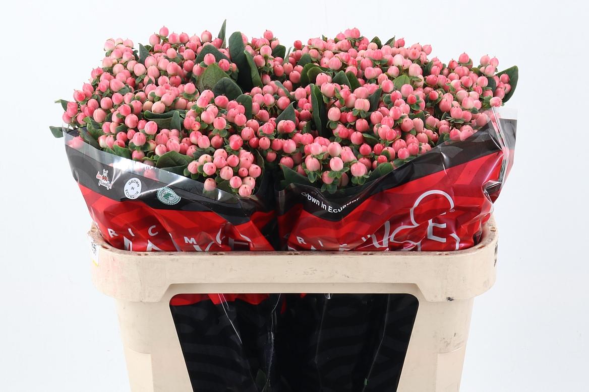 Срезанные цветы оптом Hypericum lovely romance spray от 100шт из Голландии с доставкой по России