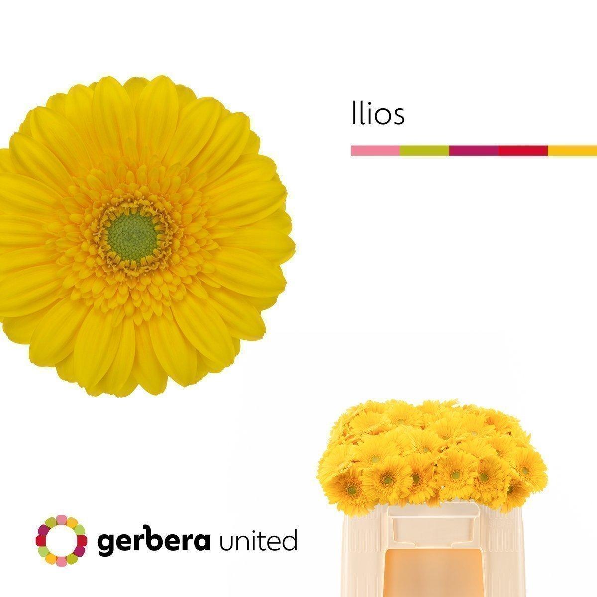 Срезанные цветы оптом Germini ilios от 80шт из Голландии с доставкой по России