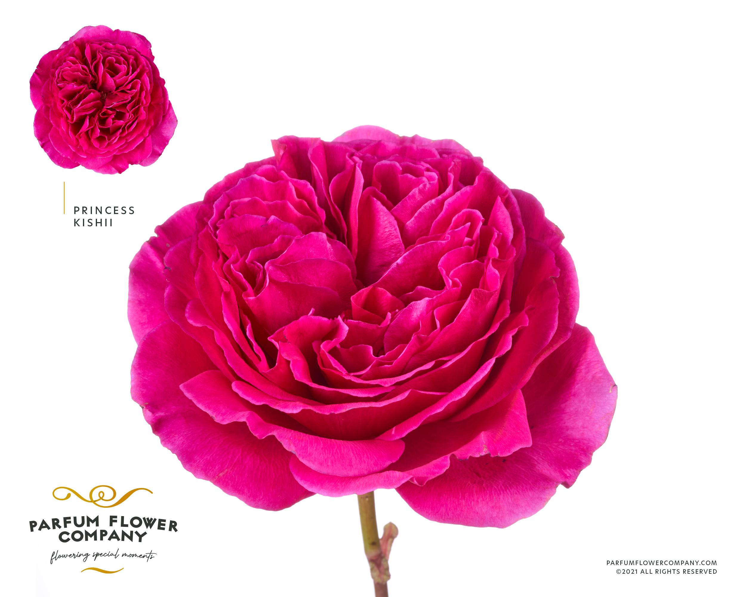 Срезанные цветы оптом Rosa garden princess kishi от 24шт из Голландии с доставкой по России