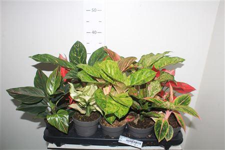 Горшечные цветы и растения оптом Aglao Gem 8 Srt Exclusief от 10шт из Голландии с доставкой по России