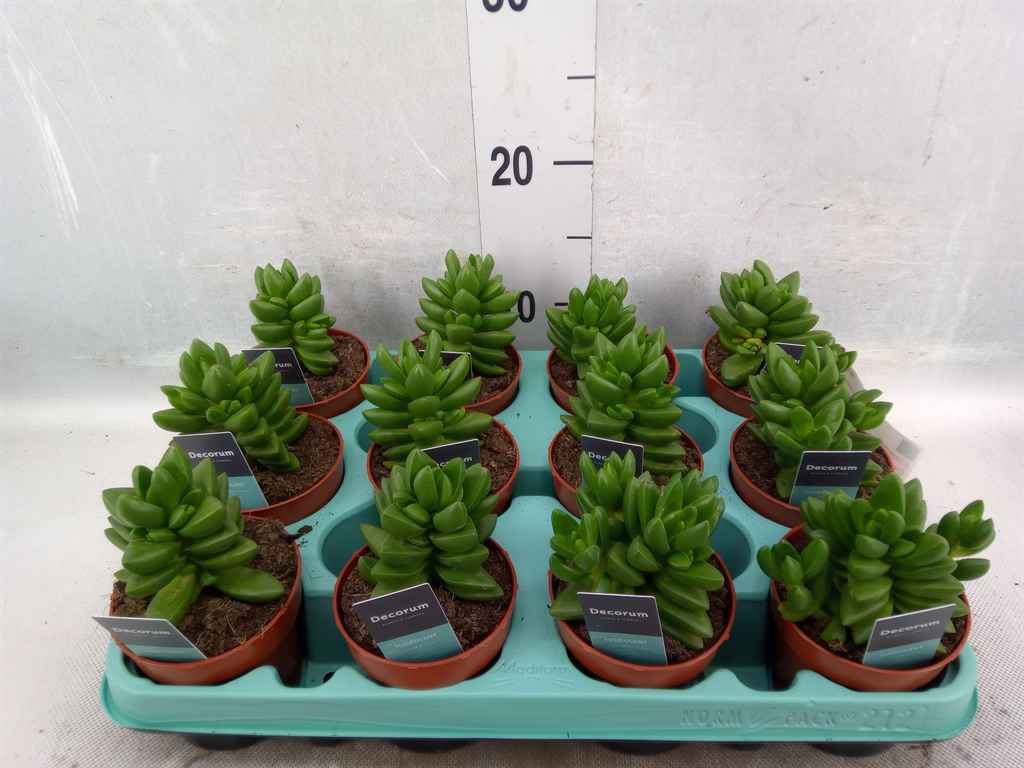 Горшечные цветы и растения оптом Crassula   ... от 12шт из Голландии с доставкой по России