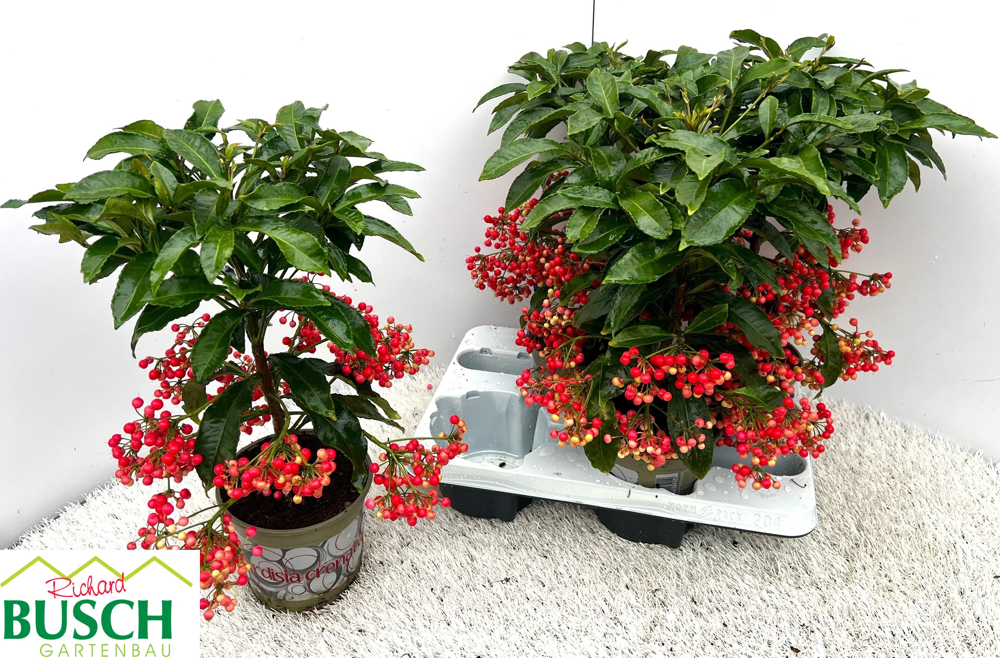 Горшечные цветы и растения оптом Ardis Crenata от 4шт из Голландии с доставкой по России