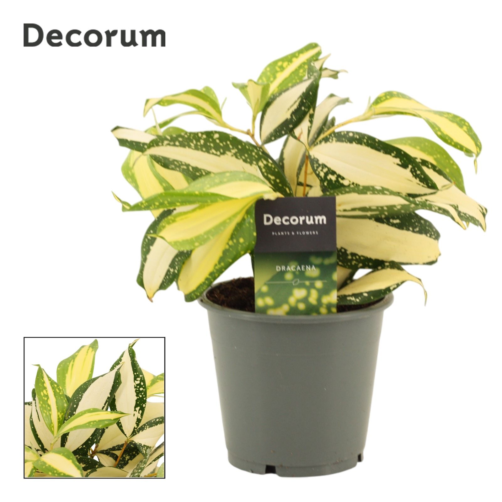 Горшечные цветы и растения оптом Drac Milky Way (decorum) от 10шт из Голландии с доставкой по России