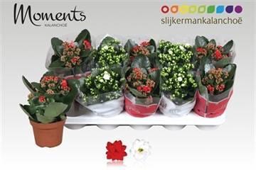 Горшечные цветы и растения оптом Kal Ge Gem 2 Kl от 10шт из Голландии с доставкой по России