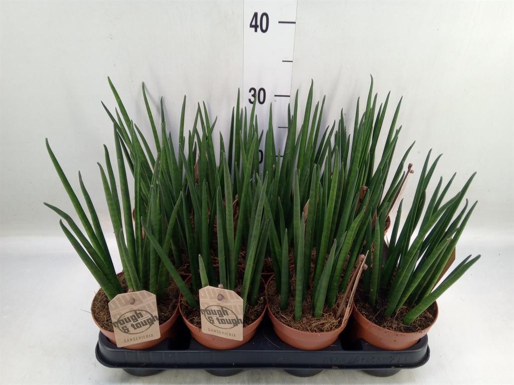 Горшечные цветы и растения оптом Sansevieria Bacularis от 11шт из Голландии с доставкой по России
