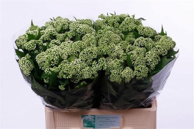Срезанные цветы оптом Eupatorium white от 100шт из Голландии с доставкой по России