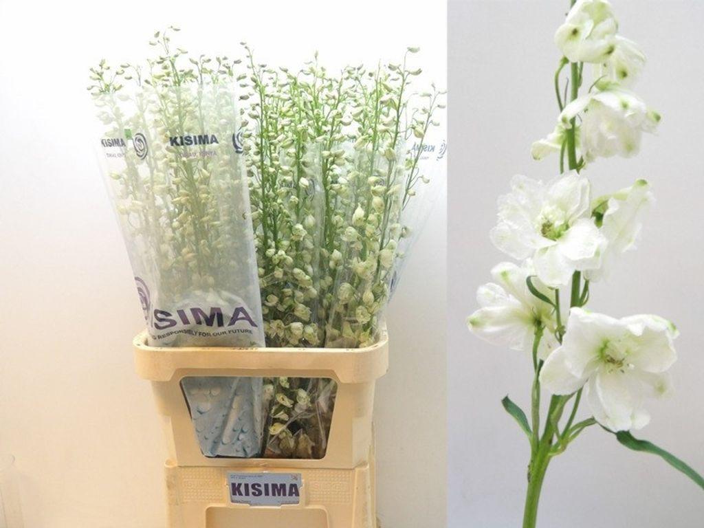 Срезанные цветы оптом Delphinium el guardian white от 60шт из Голландии с доставкой по России