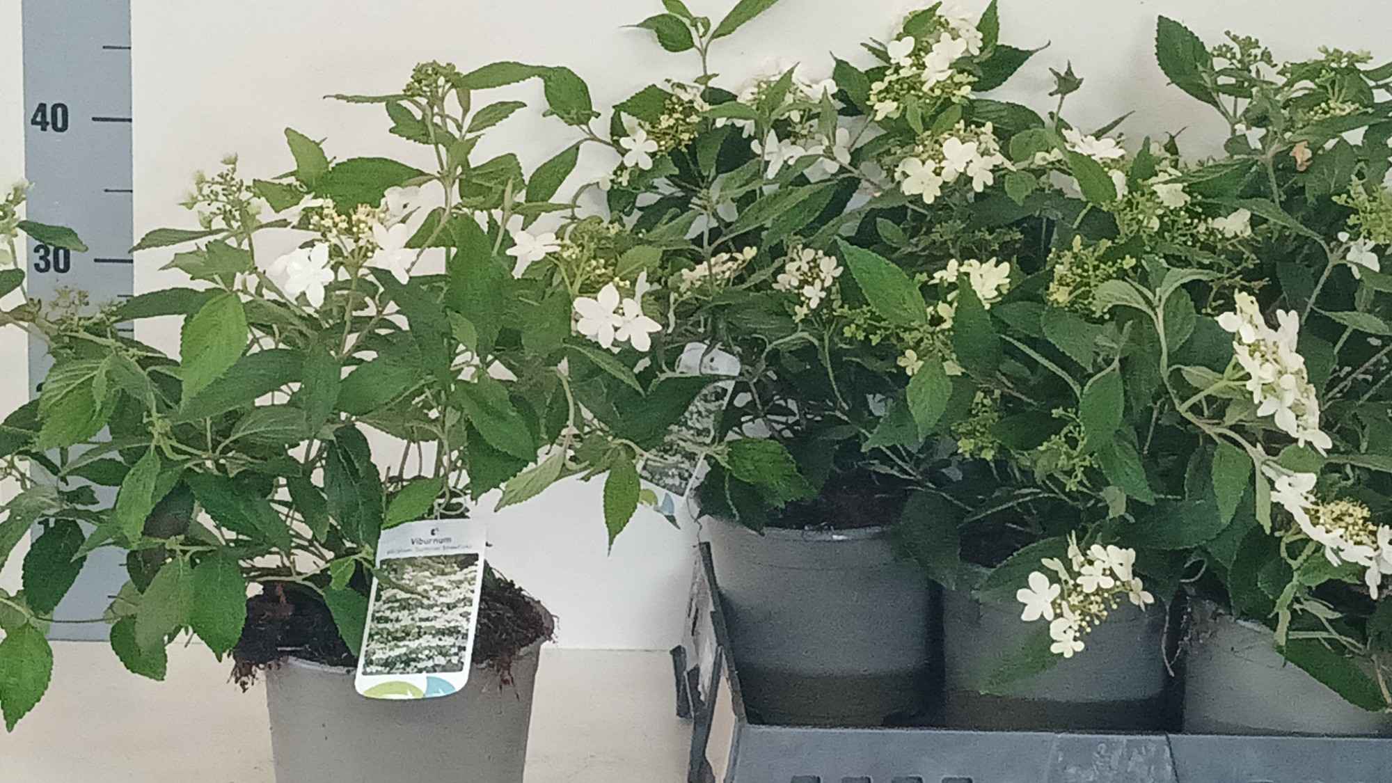 Горшечные цветы и растения оптом Vibu Plicatum от 5шт из Голландии с доставкой по России
