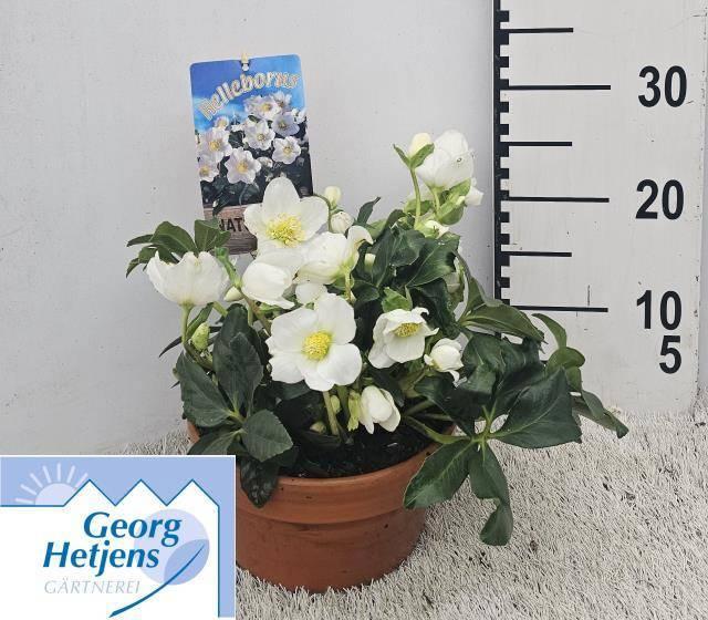 Горшечные цветы и растения оптом Hell Ni Hgc Joel от 1шт из Голландии с доставкой по России