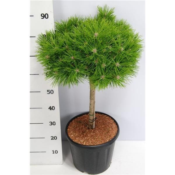 Горшечные цветы и растения оптом Pinus Dens Low Glow On Stem от 1шт из Голландии с доставкой по России