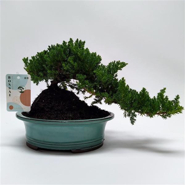 Горшечные цветы и растения оптом Bonsai Juniperus Cascade от 1шт из Голландии с доставкой по России