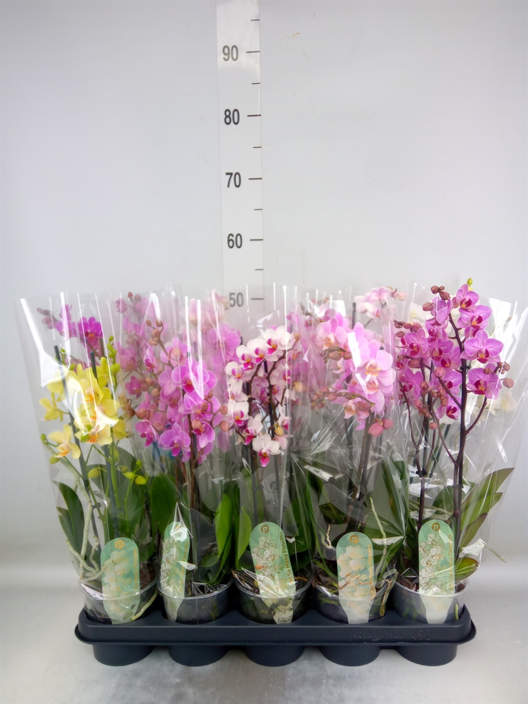 Горшечные цветы и растения оптом Phalaenopsis Multi.   ...mix  8 от 10шт из Голландии с доставкой по России