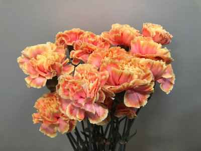 Срезанные цветы оптом Dianthus st paint sunshine от 80шт из Голландии с доставкой по России