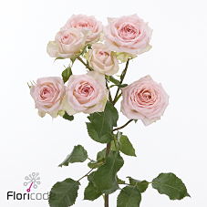 Срезанные цветы оптом Rosa spray happy wedding от 40шт из Голландии с доставкой по России