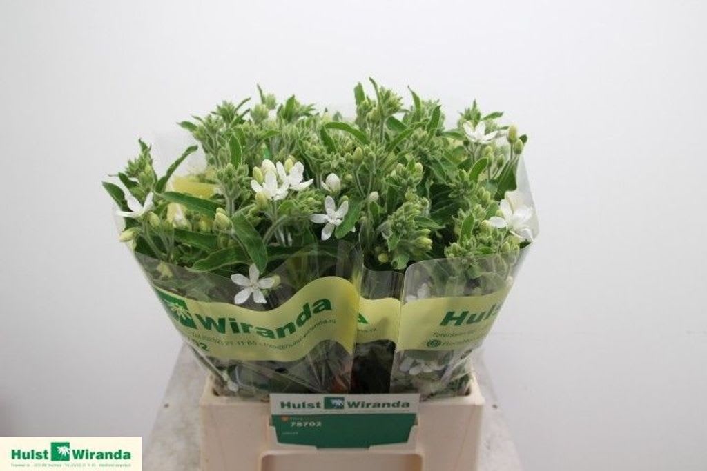 Срезанные цветы оптом Oxypetalum alba от 40шт из Голландии с доставкой по России