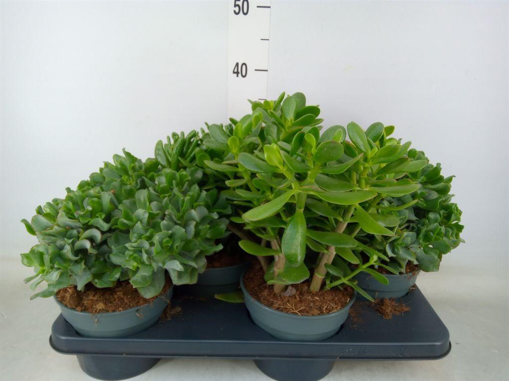 Горшечные цветы и растения оптом Crassula   ...mix от 4шт из Голландии с доставкой по России