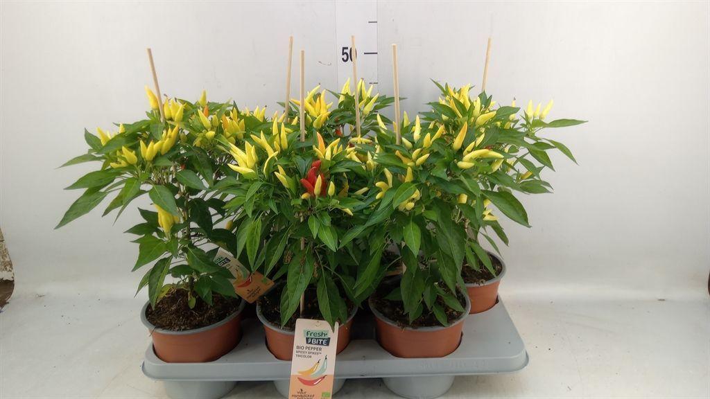 Горшечные цветы и растения оптом Capsicum Annuum   ...peper от 6шт из Голландии с доставкой по России