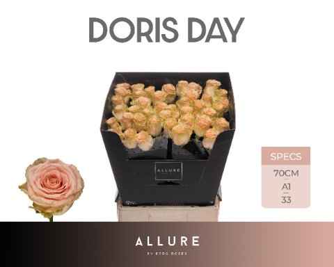 Срезанные цветы оптом Rosa la doris day Allure от 50шт из Голландии с доставкой по России