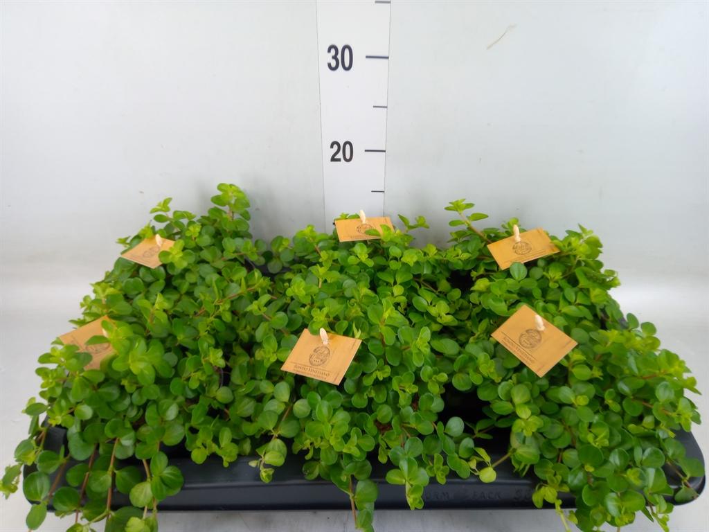 Горшечные цветы и растения оптом Peperomia Rotundifolia от 6шт из Голландии с доставкой по России