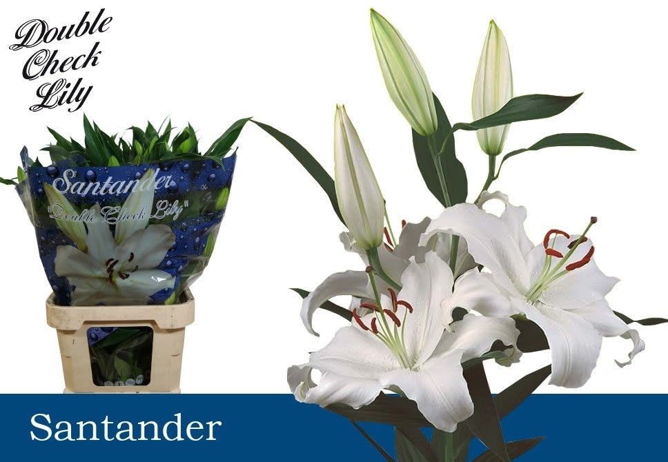 Срезанные цветы оптом Lilium or santander от 40шт из Голландии с доставкой по России