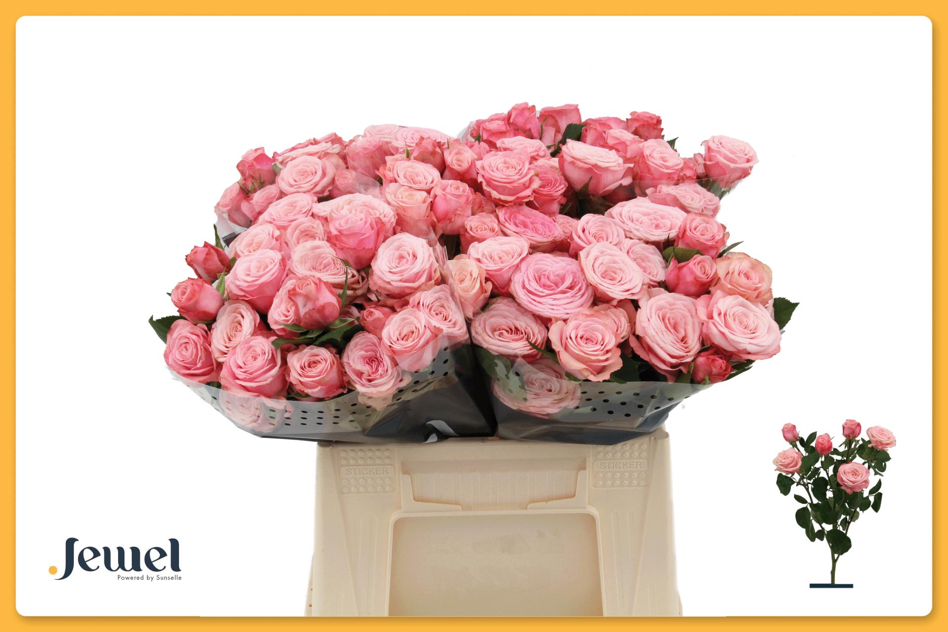 Срезанные цветы оптом Rosa spray birds nest+ от 30шт из Голландии с доставкой по России