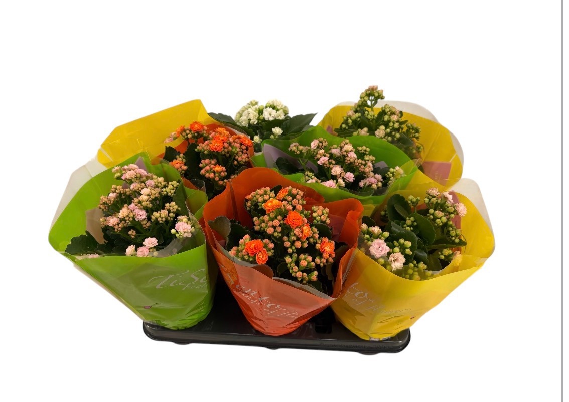 Горшечные цветы и растения оптом Kal Ge Gem от 8шт' из Голландии с доставкой по России